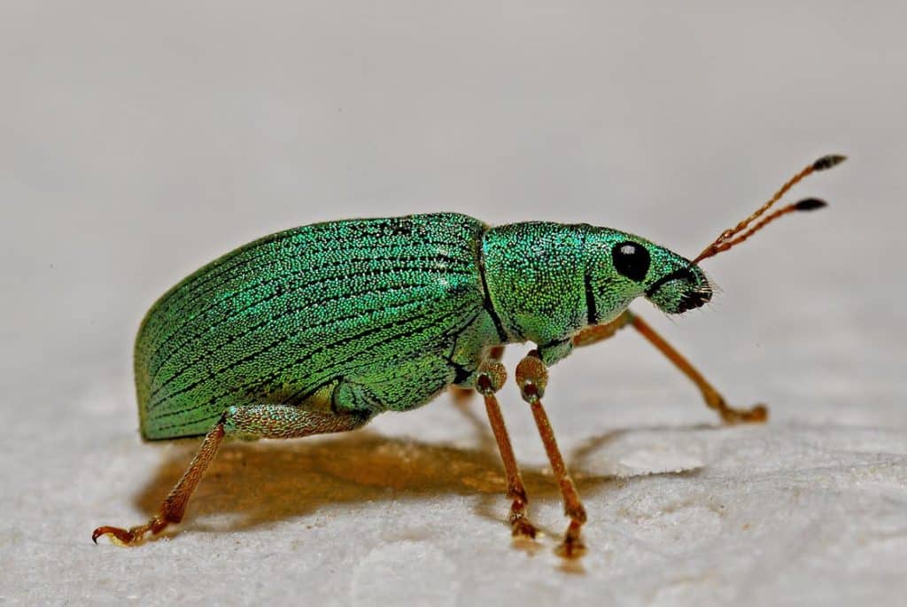 arthropoda beetle