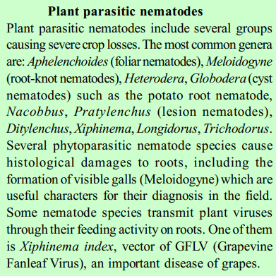 plant parasitic nematode